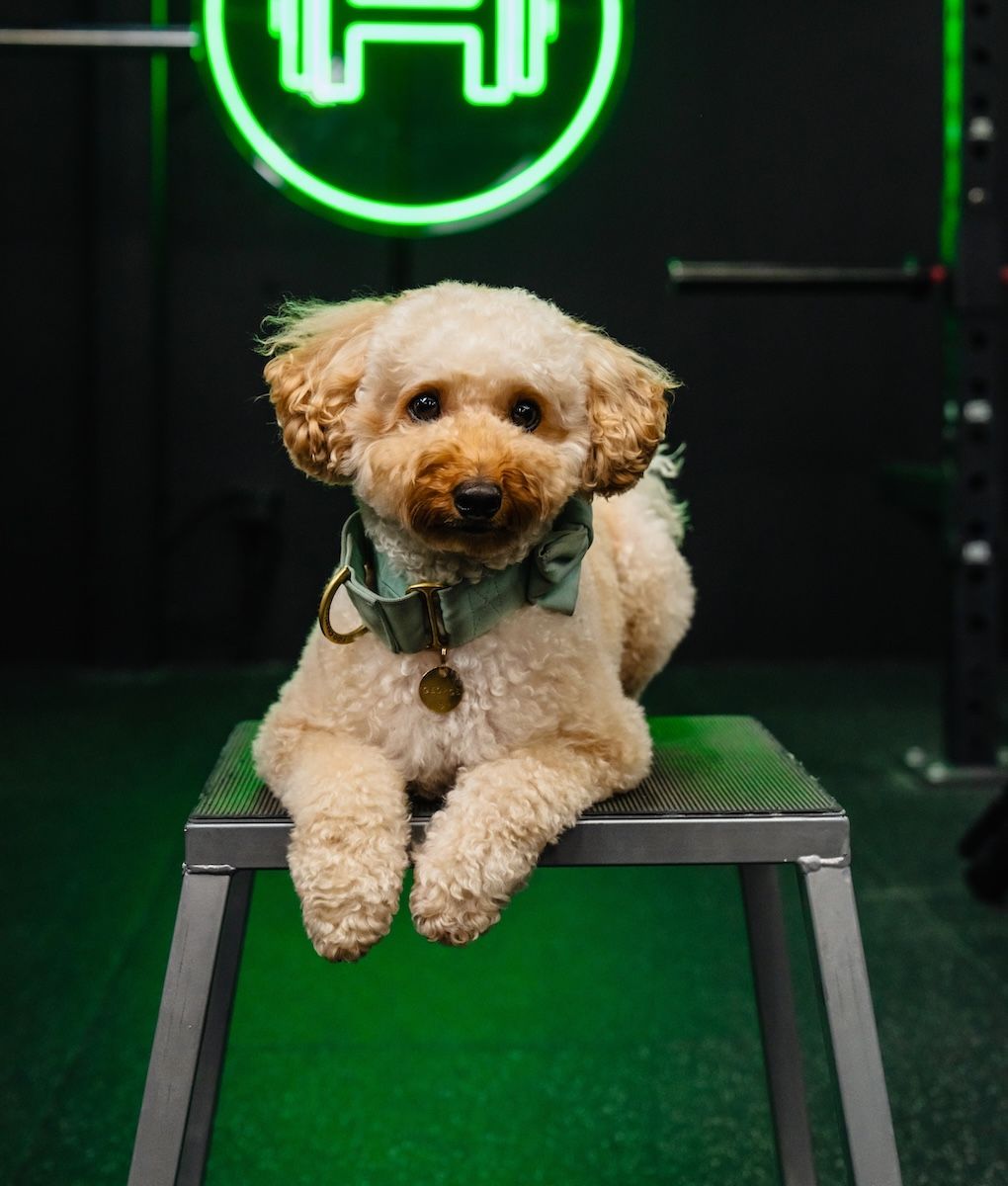 Coach George, Habitat Gym’s friendly dog mascot, greeting members with tail wags and charm