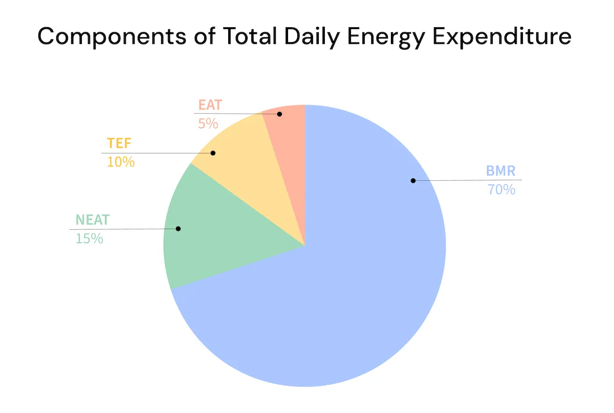 Total Daily Energy Expenditure